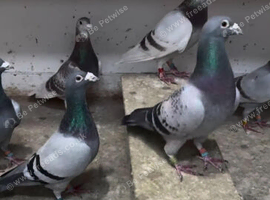 Good quality racing pigeons
