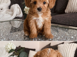 Asian Maltipoo