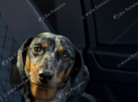 18 month old dachshund