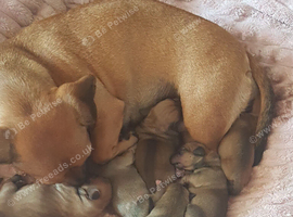 Dachshund cross jack russell puppies