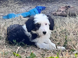 Lassie/Border Collie X Toy Poodle