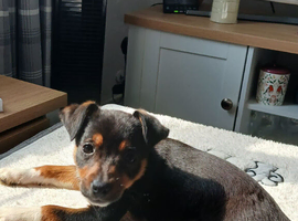 Jack russell