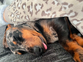 Male miniature dachshund