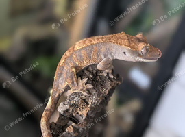 Baby crested geckos