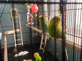 Two budgies with cage