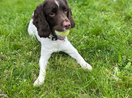 Sprockers puppies looking for their forever homes !