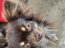 chihuahua chocolate colour
