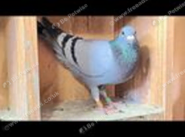 Pigeon and  ducks