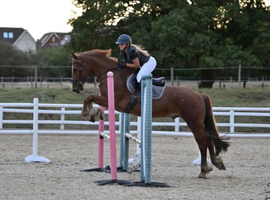 15.2h schoolmaster been there done it 13 year old gelding