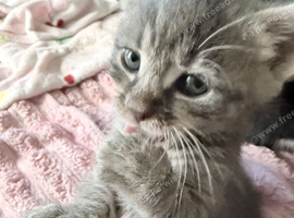 I have 2 beautiful kitten coon
