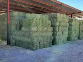 Timothy,Orchard and Alfalfa hay mixed grass
