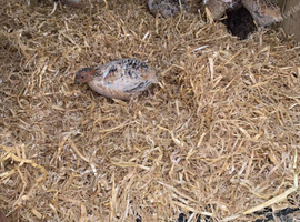 Jumbo Coturnix Quail hatching eggs