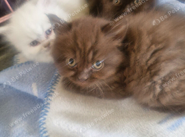 British short haired cross kitten for sale