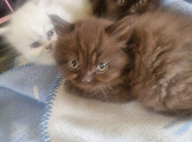 British short haired cross kittens for sale