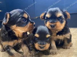 TOY SIZE YORKSHIRE TERRIER BOYS