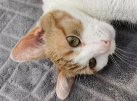 Kitten 1 year old