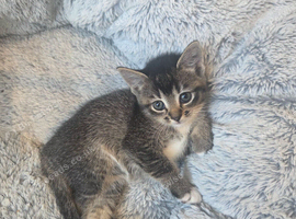 2 kittens left