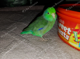 Hand reared Pacific parrolet