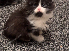 Last kitten for sale