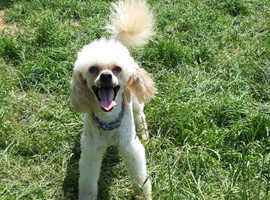 Apricot Toy Poodle Available For Stud