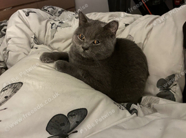 6 month old male kitten British shorthair