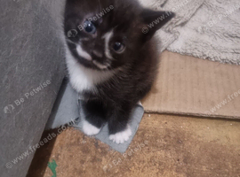 3 kittens