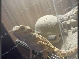 Male bearded dragon