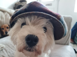 My KC regestired westies up for stud