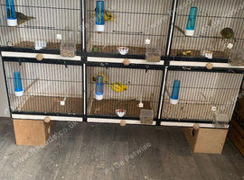 Canary and finch triple breeding cages