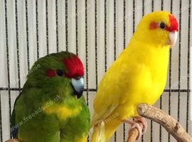 Stunning Kakirikies available