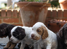 Excellent pedigree . Litter of 4 Handsome pups