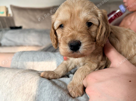 Beautiful cava- cockapoo poops for sale