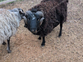 2 handsome rams
