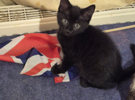 British short hair cross Norwegian forest cat