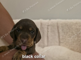 PEDIGREE KC MINIATURE DACHSHUND PUPPIES ️