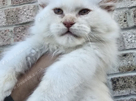 Championship maine coon kittens