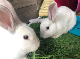 Continental giant cross with mini lop