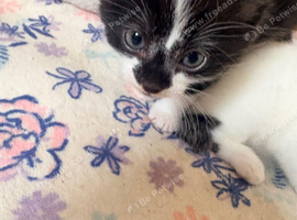 Kittens ready to leave