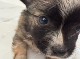 Pomchi