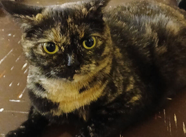 Bsh and Scottish fold mix ready on  middle of July