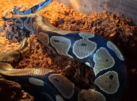 Royal python complete with viv set up