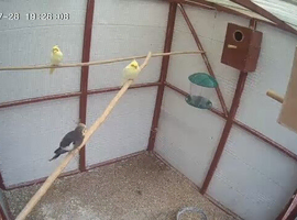 WANTED HEN BUDGIES
