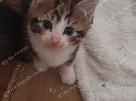 Beautiful female kitten