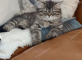Beautiful Persian Chinchilla Kitten