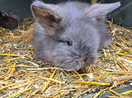 7.5 week lionhead babies