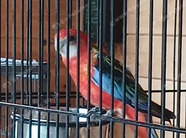 Rosellas