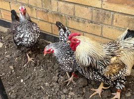Trio silver laced Wyandotte bantams