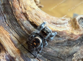 Tarantulas, jumping spiders and velvet spiders & millipedes!