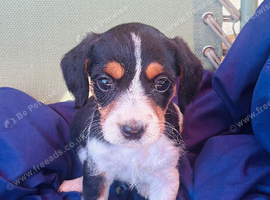 Beautiful Jack Russell Puppies Ready Now