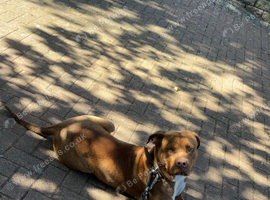 Cane Corso &times; Doberman Female